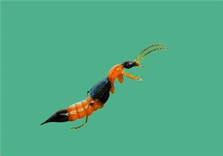 被隱翅蟲咬了后怎么辦？隱翅蟲如何預(yù)防和治療咬傷？