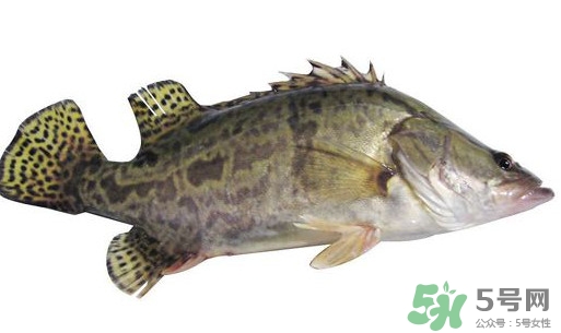 鱖魚(yú)怎么讀？鱖魚(yú)是什么魚(yú)