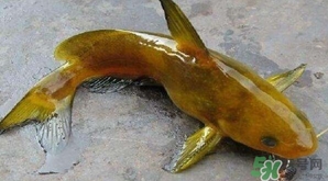 黃顙魚有毒嗎？黃顙魚的營養(yǎng)價(jià)值