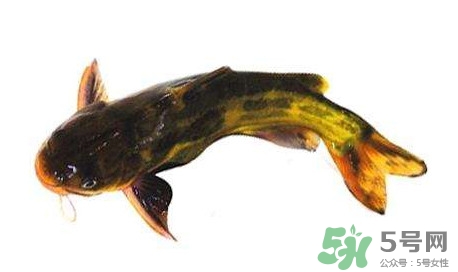 黃顙魚有毒嗎？黃顙魚的營養(yǎng)價(jià)值