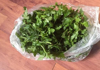 菊花腦怎么種？菊花腦怎么摘