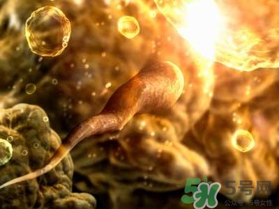 女性排卵全過程圖解 排卵有什么癥狀或感覺 女性排卵全過程圖解 排卵有什么癥狀或感覺