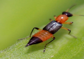 隱翅蟲有毒嗎？隱翅蟲會毀容嗎？