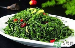 菊花腦怎么種？菊花腦怎么摘