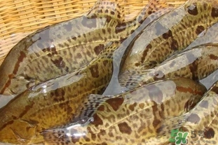 鱖魚是海魚嗎？鱖魚是淡水魚還是海魚