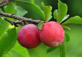 李子變紅能吃嗎？李子變紅是怎么回事？