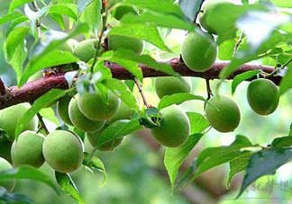 梅子不能和什么一起吃？梅子和什么食物都相克？