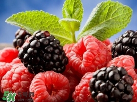 山莓跟黑莓一樣嗎？黑莓貴還是山莓貴？
