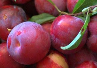 李子和蜂蜜能一起吃嗎？吃了李子可以喝蜂蜜嗎？