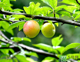 李子和牛奶能一起吃嗎？吃完李子可以喝牛奶嗎？