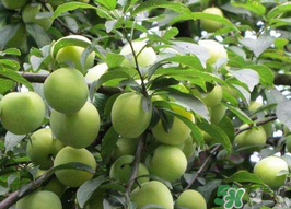 李子和牛奶能一起吃嗎？吃完李子可以喝牛奶嗎？