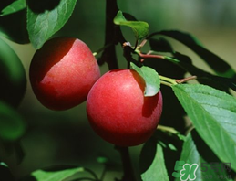 李子和牛奶能一起吃嗎？吃完李子可以喝牛奶嗎？