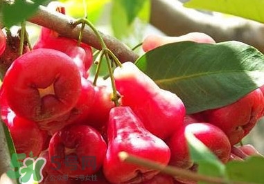 蓮霧中間芯能吃嗎？蓮霧中間絮狀能吃嗎