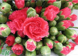 2017年520送什么花好？適合520送給女朋友的花推薦