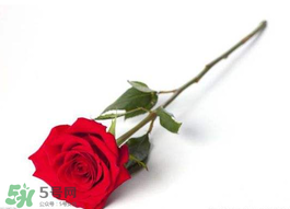 2017年520送什么花好？適合520送給女朋友的花推薦