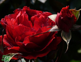 520朵玫瑰花多少錢？2017年520朵玫瑰花的價(jià)格