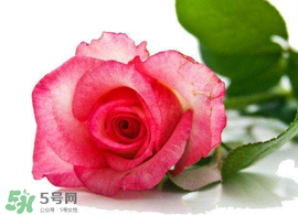 520朵玫瑰花多少錢？2017年520朵玫瑰花的價(jià)格