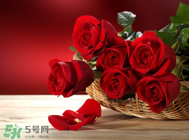 520朵玫瑰花多少錢？2017年520朵玫瑰花的價(jià)格