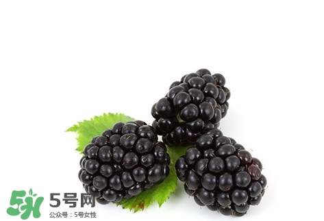 山莓跟黑莓一樣嗎？黑莓貴還是山莓貴？