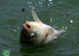 小滿怎么釣魚？小滿釣魚技巧