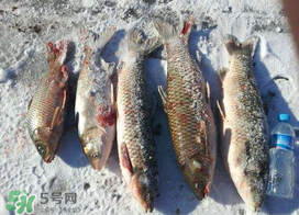 小滿怎么釣魚？小滿釣魚技巧