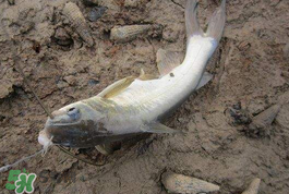 小滿怎么釣魚？小滿釣魚技巧