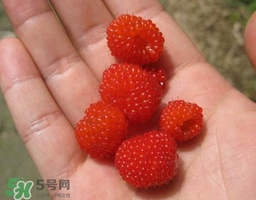 覆盆子的熱量高嗎？覆盆子可以減肥嗎？