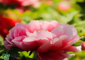 五月份還有牡丹嗎？五月份牡丹花還開嗎？