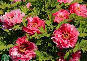 五月份還有牡丹嗎？五月份牡丹花還開嗎？