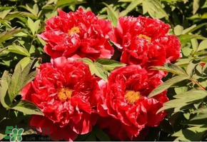 五月份還有牡丹嗎？五月份牡丹花還開嗎？