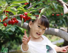 5月份還有櫻桃摘嗎？5月份哪里可以摘櫻桃？