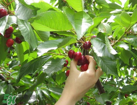 5月份還有櫻桃摘嗎？5月份哪里可以摘櫻桃？