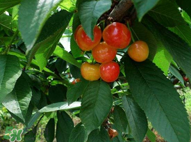 5月份還有櫻桃摘嗎？5月份哪里可以摘櫻桃？