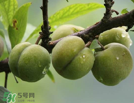 吃李子牙齒酸怎么辦？為什么吃多了李子牙會(huì)酸？