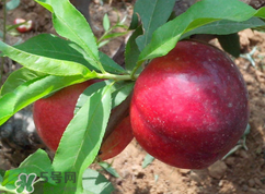 吃李子為什么會拉肚子？拉肚子可以吃李子嗎？