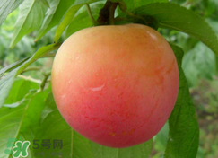 吃李子為什么會拉肚子？拉肚子可以吃李子嗎？