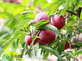 李子能和蝦一起吃嗎？蝦和李子可以一起吃嗎？