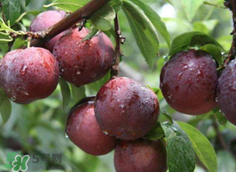 李子能和蝦一起吃嗎？蝦和李子可以一起吃嗎？