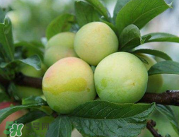 李子和雞蛋能一起吃嗎？吃完李子可以吃雞蛋嗎？