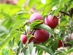 李子和雞蛋能一起吃嗎？吃完李子可以吃雞蛋嗎？