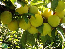 李子和雞蛋能一起吃嗎？吃完李子可以吃雞蛋嗎？