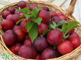 李子和蜂蜜能一起吃嗎？吃了李子可以喝蜂蜜嗎？