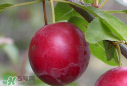 李子和蜂蜜能一起吃嗎？吃了李子可以喝蜂蜜嗎？