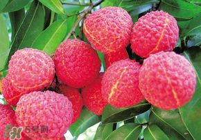 荔枝和蝦能一起吃嗎？荔枝與蝦同食會中毒嗎？