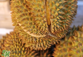榴蓮多少錢(qián)一斤2022年 榴蓮有國(guó)產(chǎn)的嗎 榴蓮多少錢(qián)一斤2022年 榴蓮有國(guó)產(chǎn)的嗎