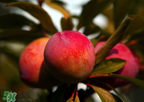 五月份有李子嗎？五月份的李子能吃嗎？