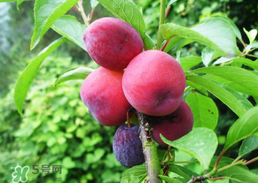 五月份有李子嗎？五月份的李子能吃嗎？