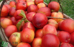 五月份有李子嗎？五月份的李子能吃嗎？