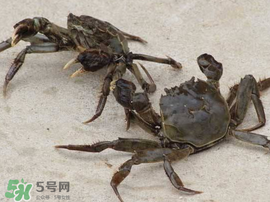 五月份有河蟹嗎？五月份河蟹有黃嗎？