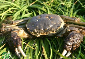 五月份有河蟹嗎？五月份河蟹有黃嗎？